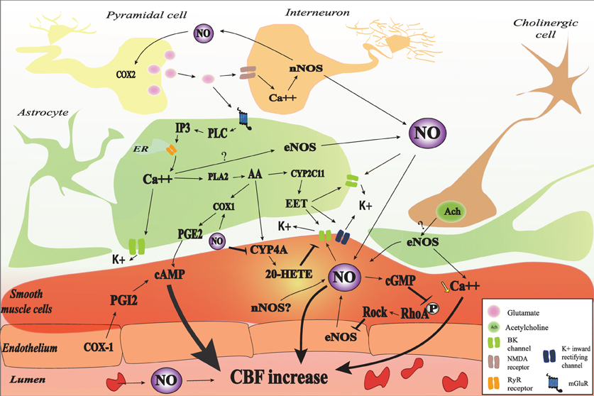 bk channel and catalyses the phosphorylation of arachidonic acid