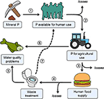 a review of phosphorus removal technologies and their