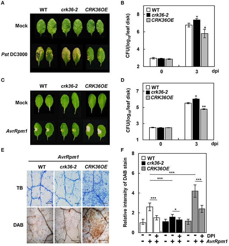 the arabidopsis cysteine-rich receptor-like kinase crk36