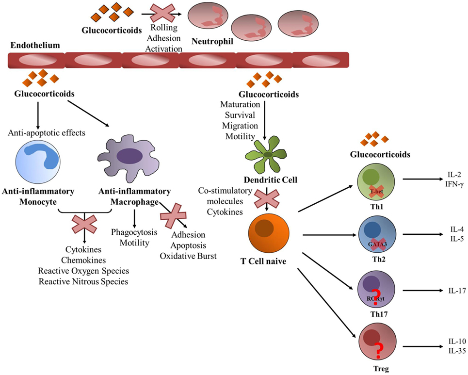 Frontiers Regulatory And Mechanistic Actions Of Glucocorticoids On T And Inflammatory Cells