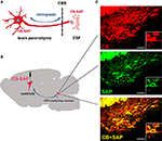 Frontiers The Establishment Of A Csf Contacting Nucleus Knockout