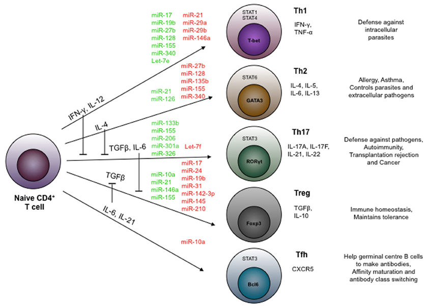 Tips On Rebalancing An Elevated Th2 Immune System SelfDecode Health