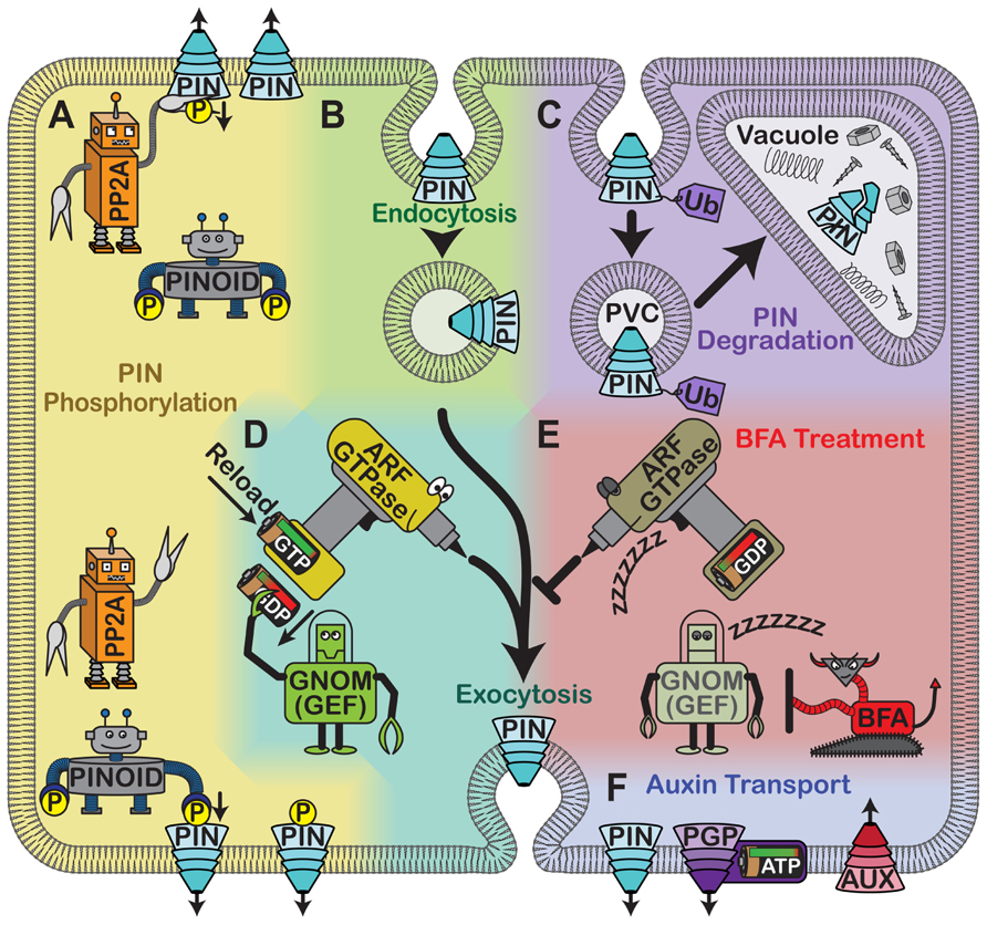 Frontiers Multiple roles for membraneassociated protein trafficking