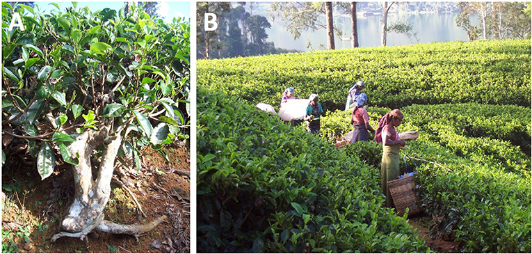 tea grows in the form of bushes (figure 1) and is