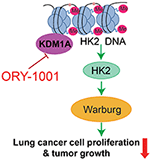 Frontiers ORY 1001 Suppresses Cell Growth And Induces Apoptosis In