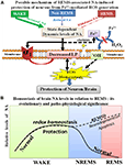 noradrenaline acting on alpha1 adrenoceptor as well as by