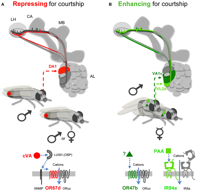 Frontiers The Smell Of Love In Drosophila Physiology 0642