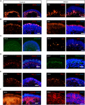 Frontiers Generation And Characterization Of Induced Pluripotent Stem