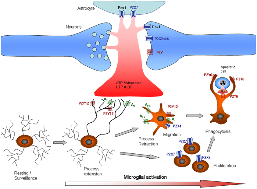 neurotransmitter signaling in the pathophysiology of microglia