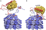 the nucleoprotein and phosphoprotein of measles virus