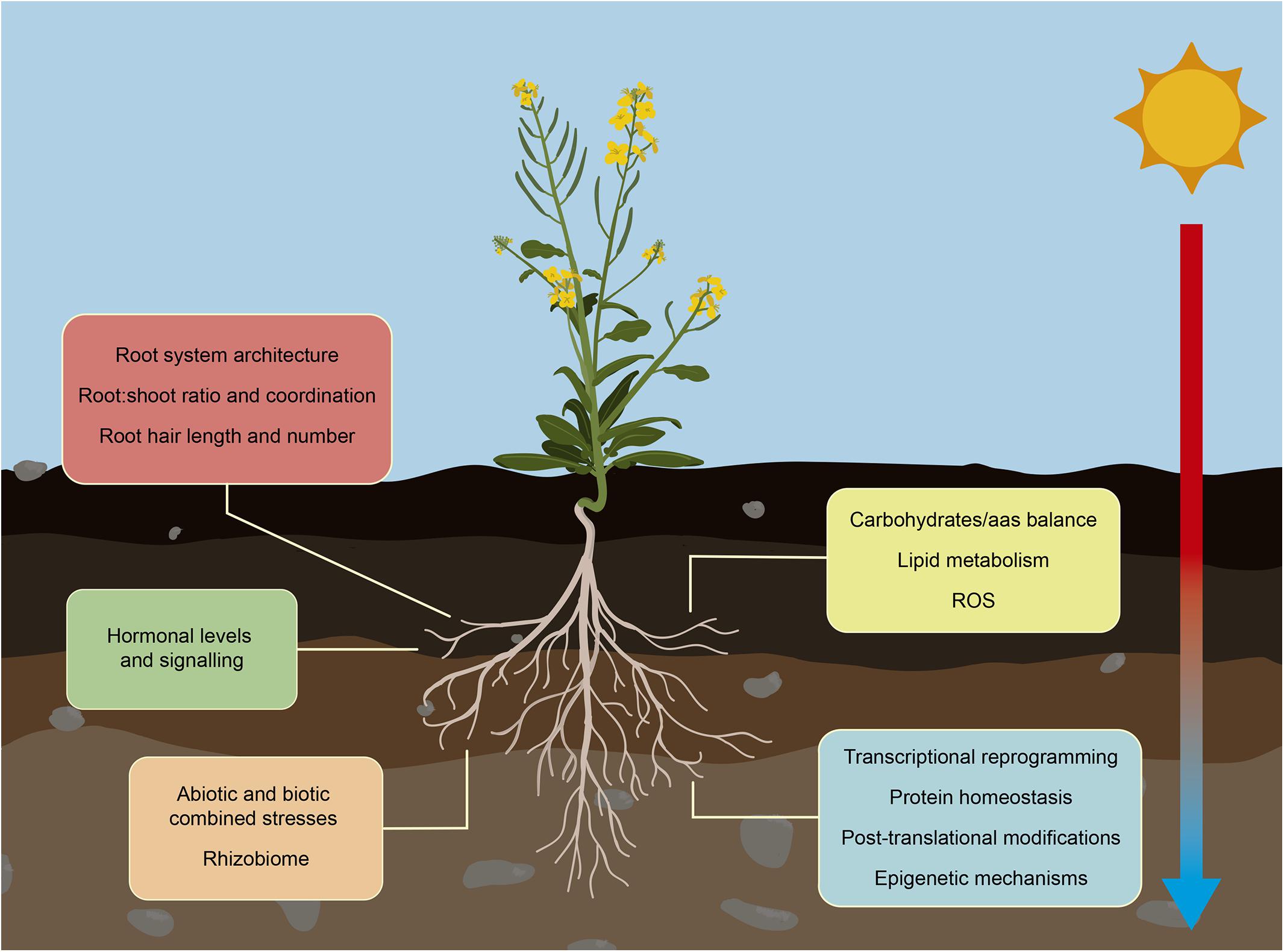 Frontiers Root Growth Adaptation To Climate Change In Crops