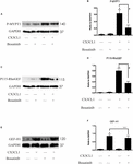 Frontiers Cx Cl Induces Vertebral Microvascular Barrier Dysfunction