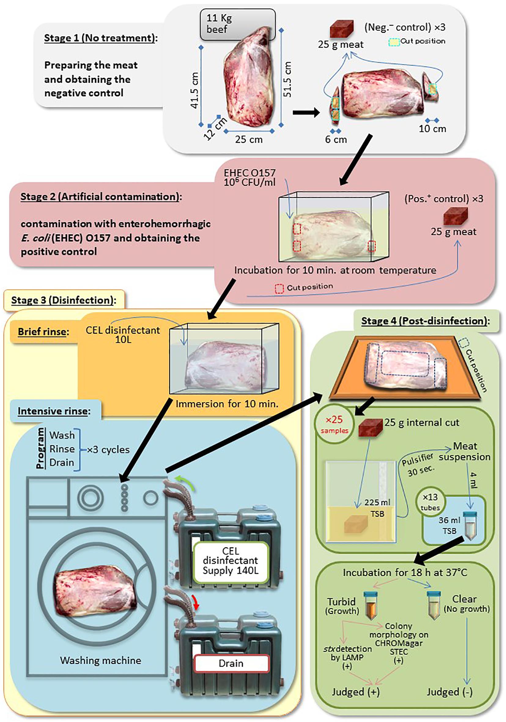 a summarized protocol of the washing machine disinfection (wm)