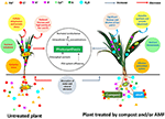 alleviation of detrimental effects of salt stress on date palm