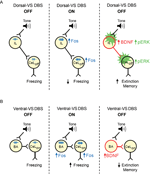 deep brain stimulation of the ventral striatum increases bdnf in