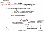 encoding nucleoid-associated protein and cell growth in