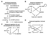 diverse mechanisms and circuitry for global regulation by the