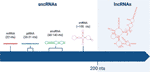 Frontiers Long Non Coding RNAs Role In Testicular Cancers Oncology