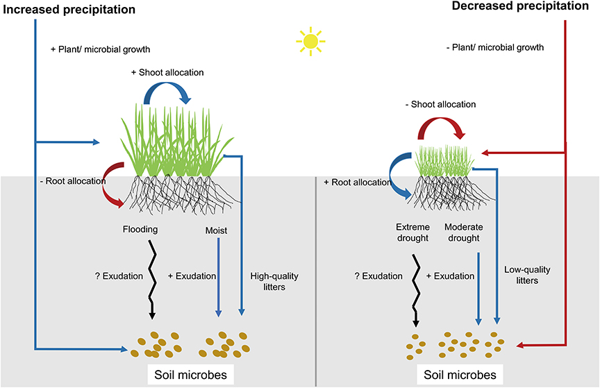 Frontiers Precipitation Changes Regulate Plant And Soil Microbial