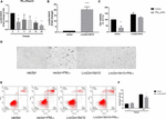 (b) real-time quantitative pcr analysis of lncgm16410 that can