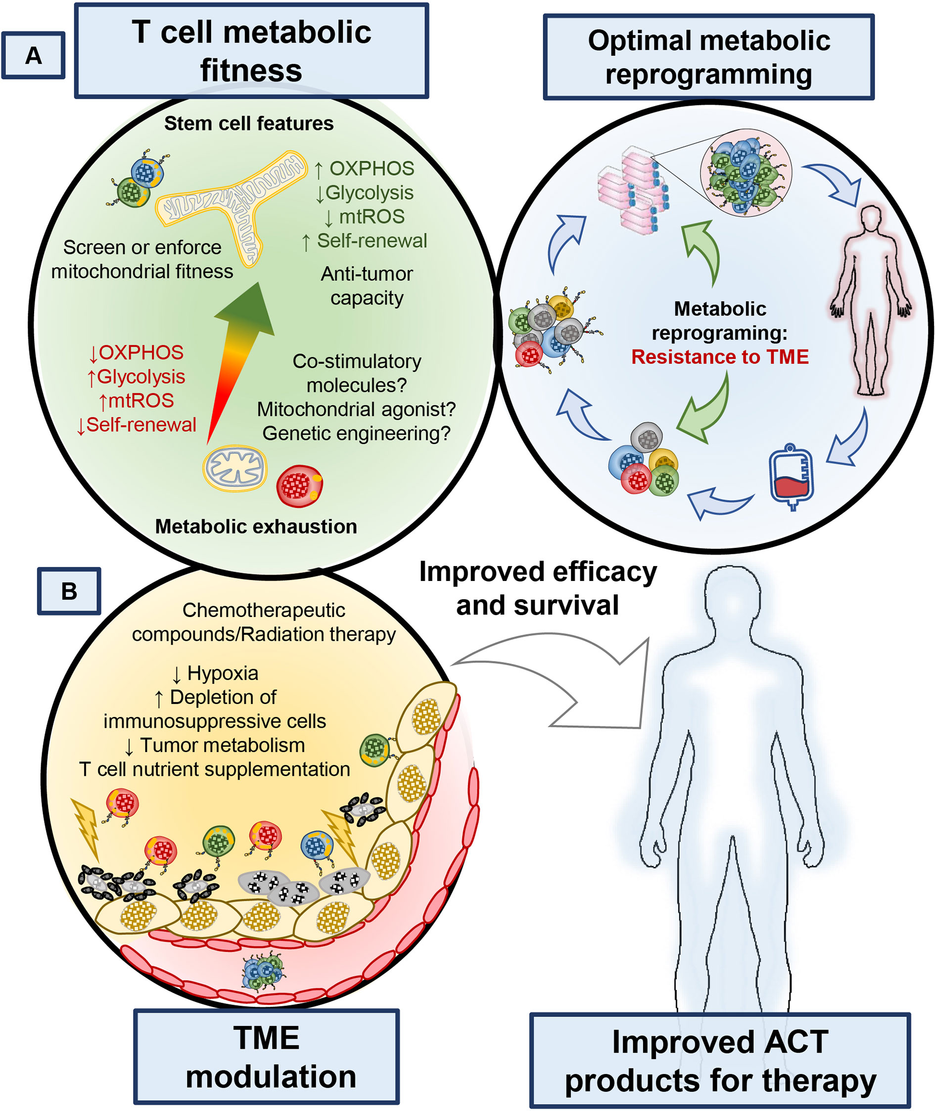 Frontiers Fundamentals Of T Cell Metabolism And Strategies To Enhance