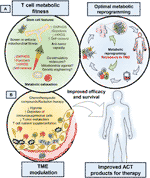 Frontiers Fundamentals Of T Cell Metabolism And Strategies To Enhance