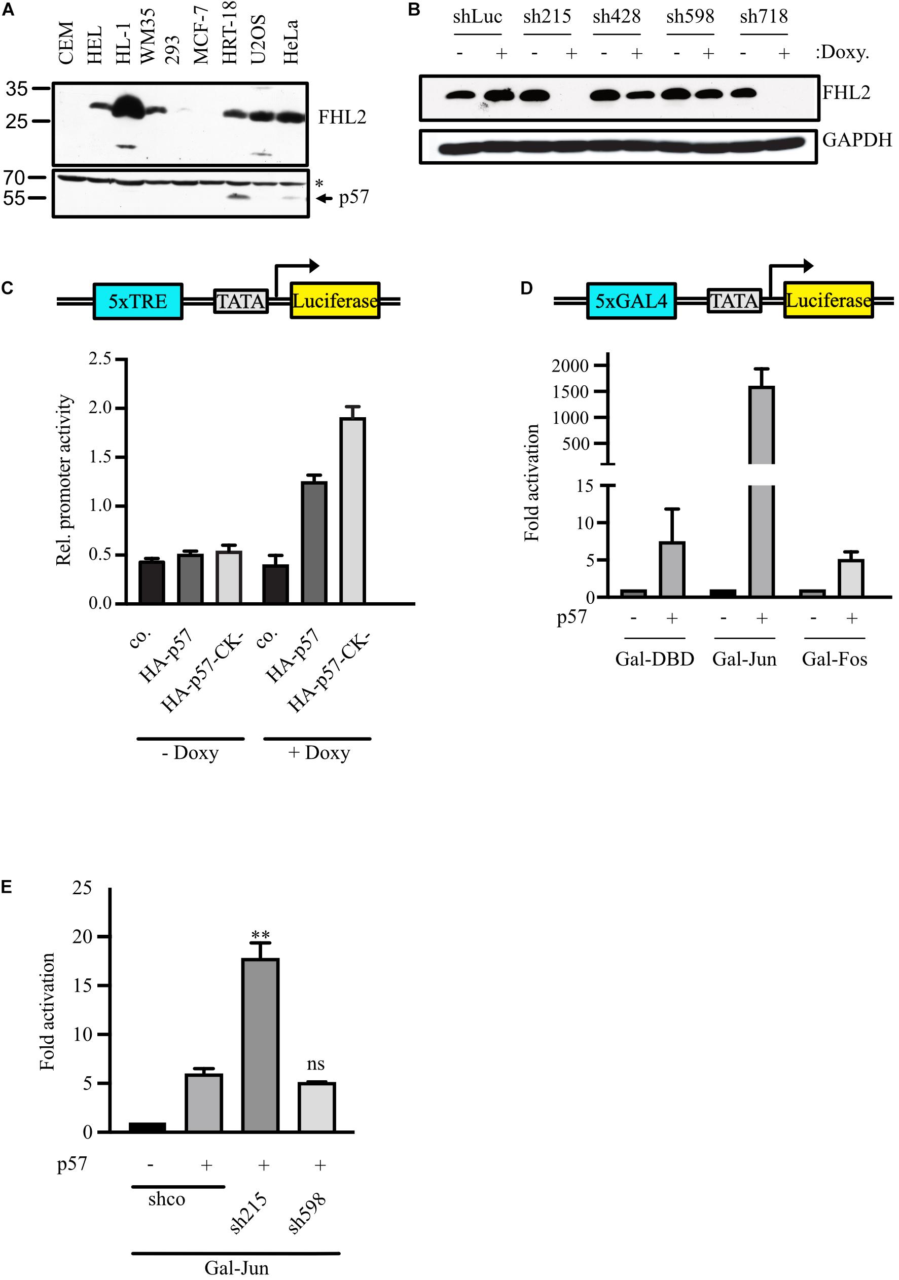 Frontiers Stimulation Of C Jun Ap Activity By The Cell Cycle