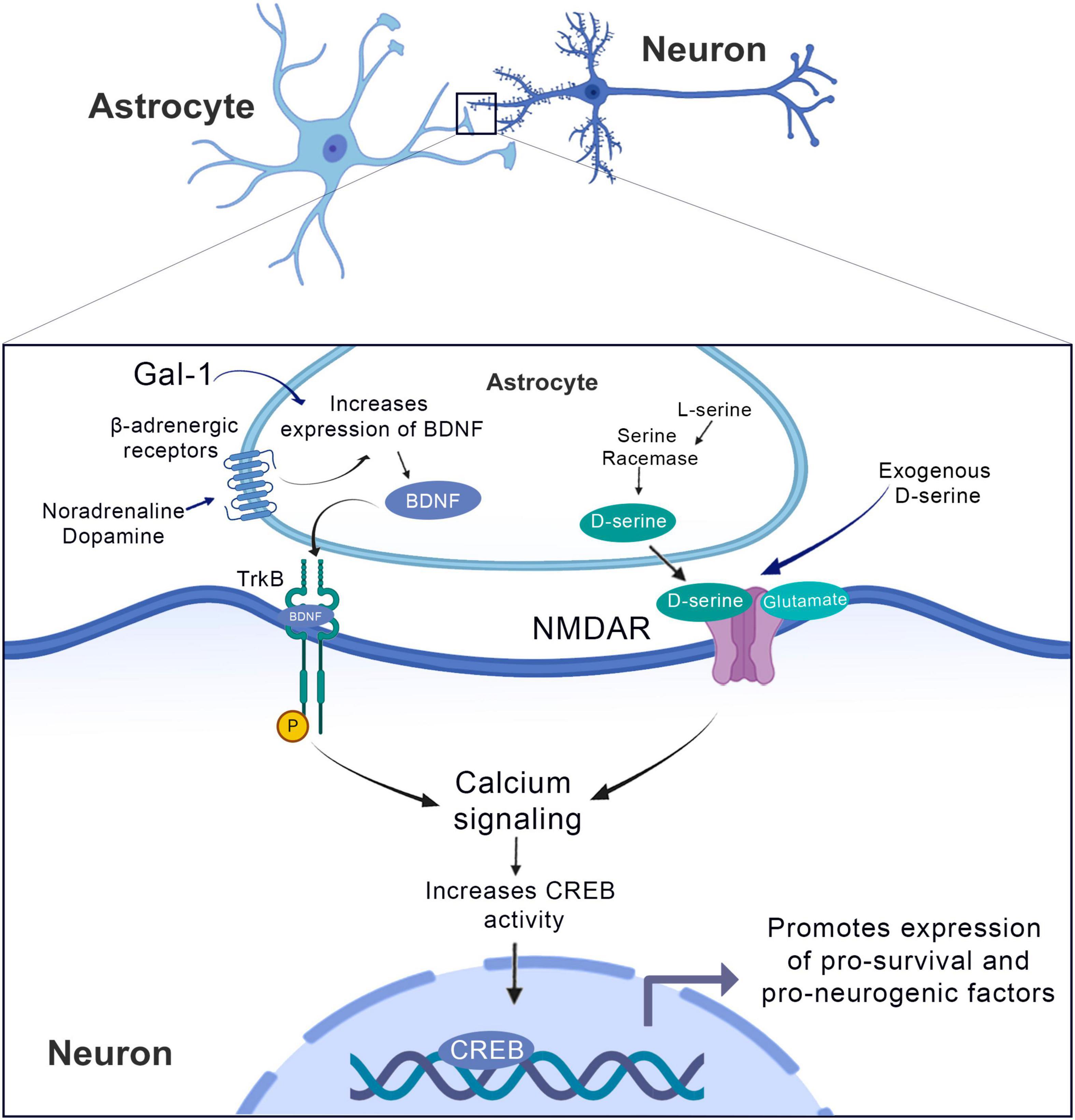 Frontiers The Role Of Astrocytes In The Neurorepair Process
