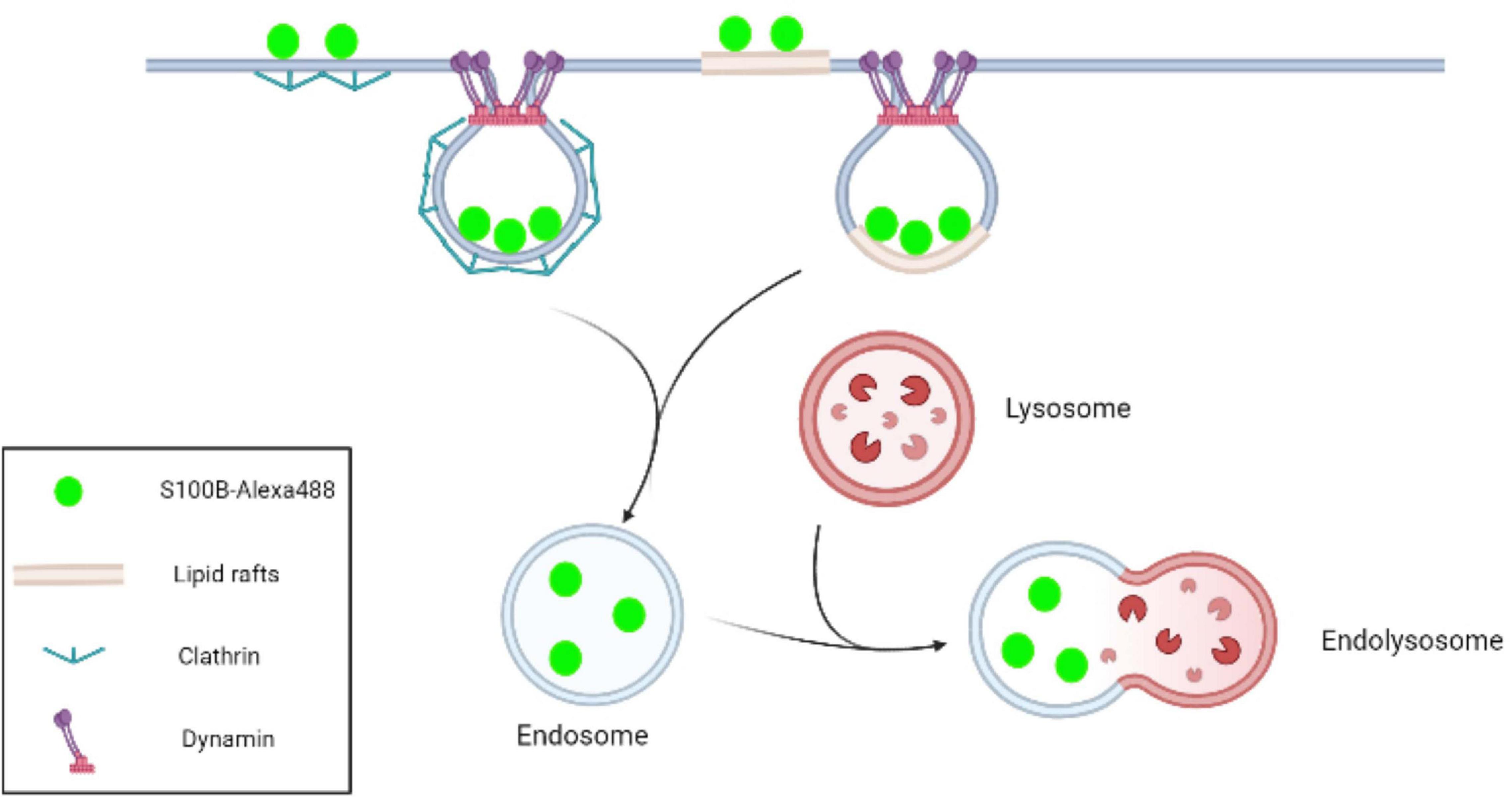 Frontiers Time Dependent Internalization Of S B By Mesenchymal Stem