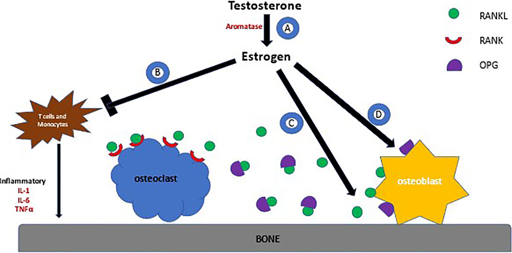 Testosterone hormones make horned
