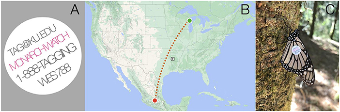 Millions Of Monarch Butterflies And The Quest To Count Them Frontiers