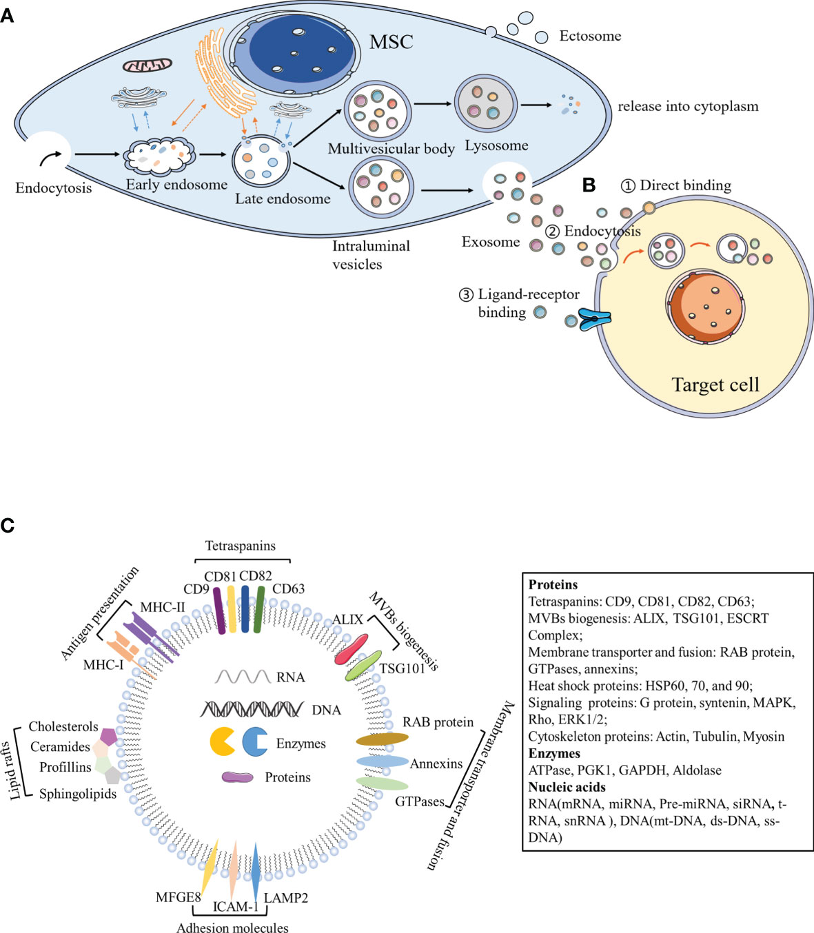 Frontiers Effects Of Mesenchymal Stem Cell Derived Exosomes On