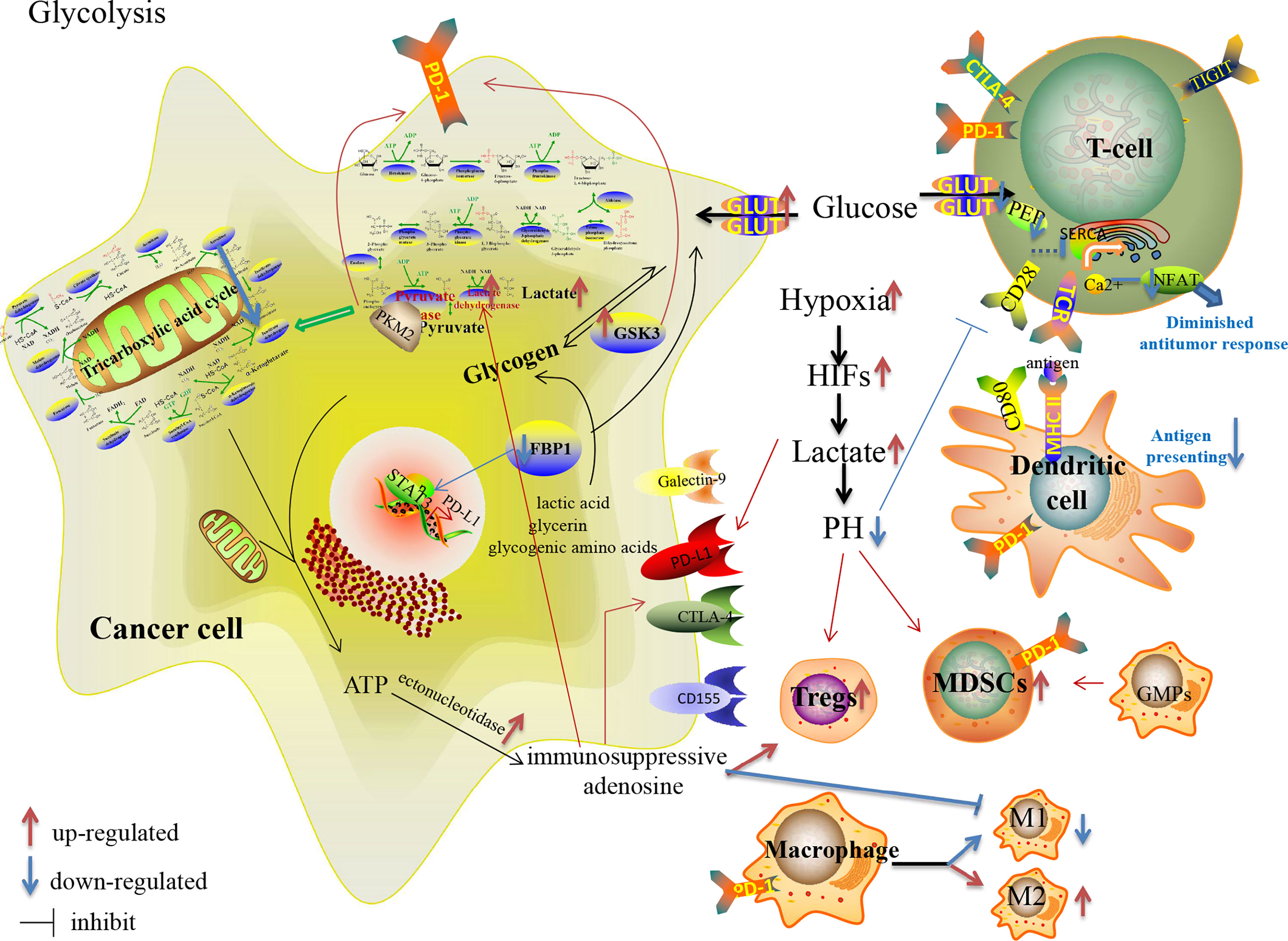 Frontiers Metabolic Reprogramming In The Tumor Microenvironment With