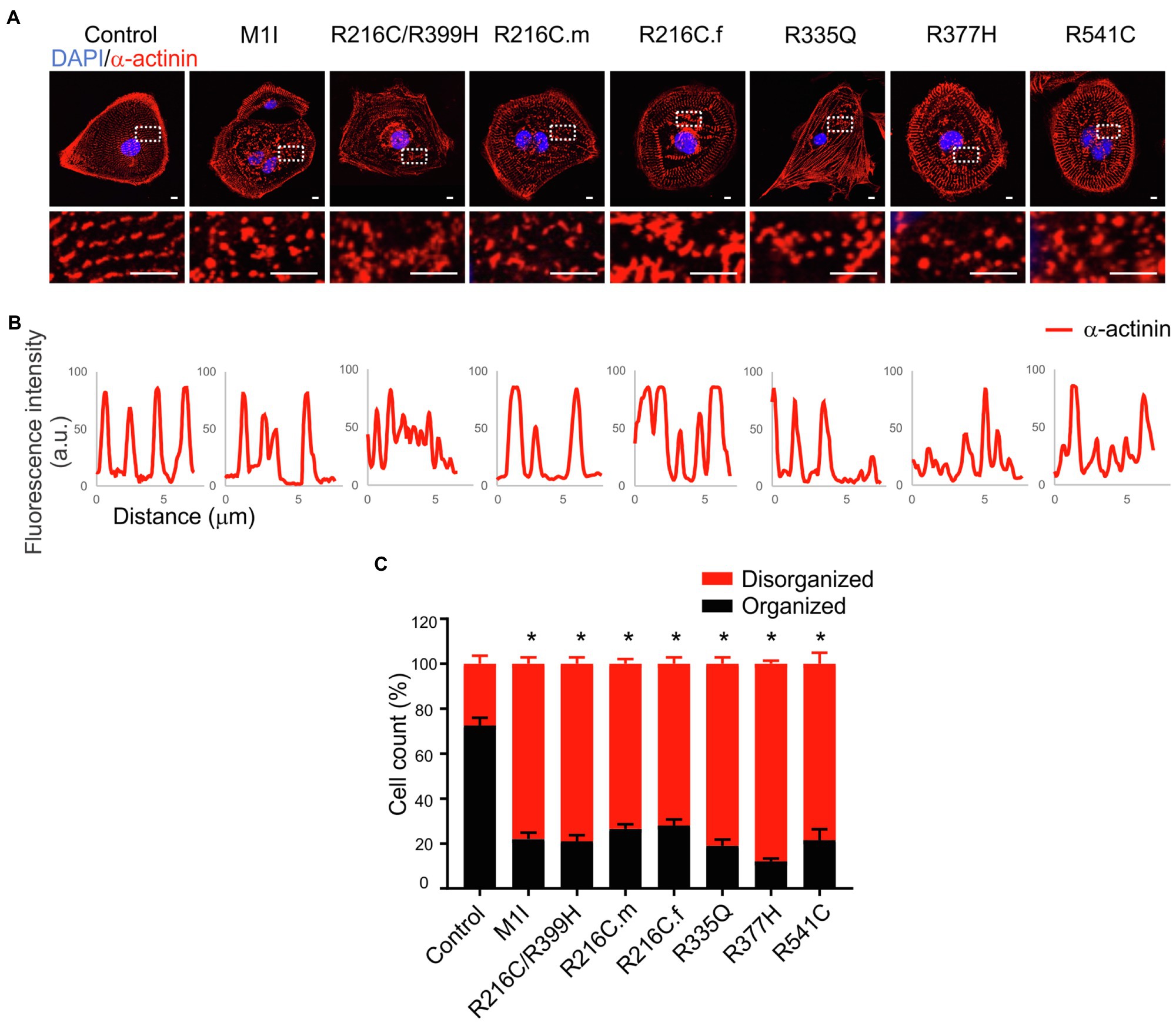 Frontiers Phenotypic Variability In IPSC Induced Cardiomyocytes And