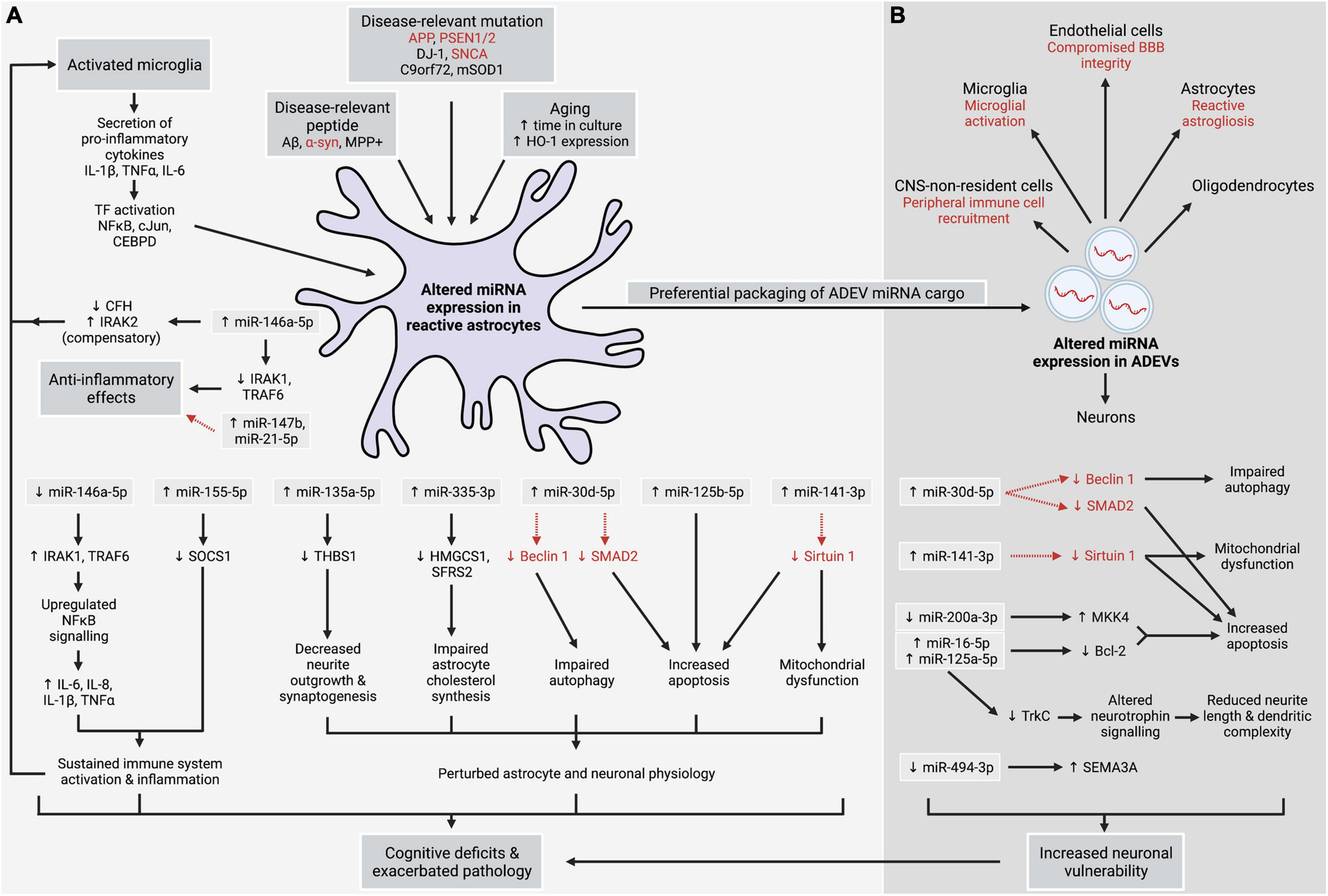 Frontiers Astrocytic MicroRNA In Ageing Inflammation And Neurodegenerative Disease