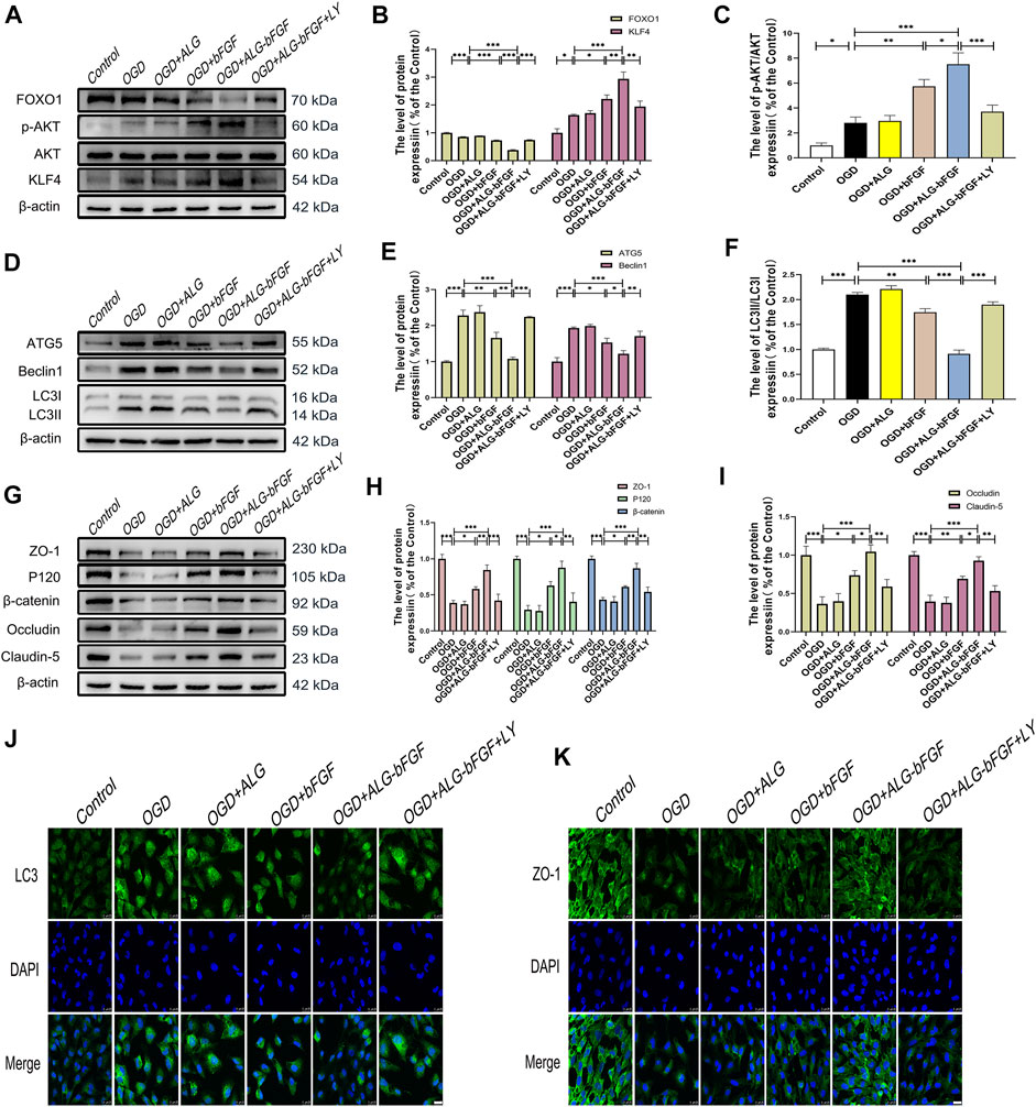 Frontiers ALG BFGF Hydrogel Inhibiting Autophagy Contributes To