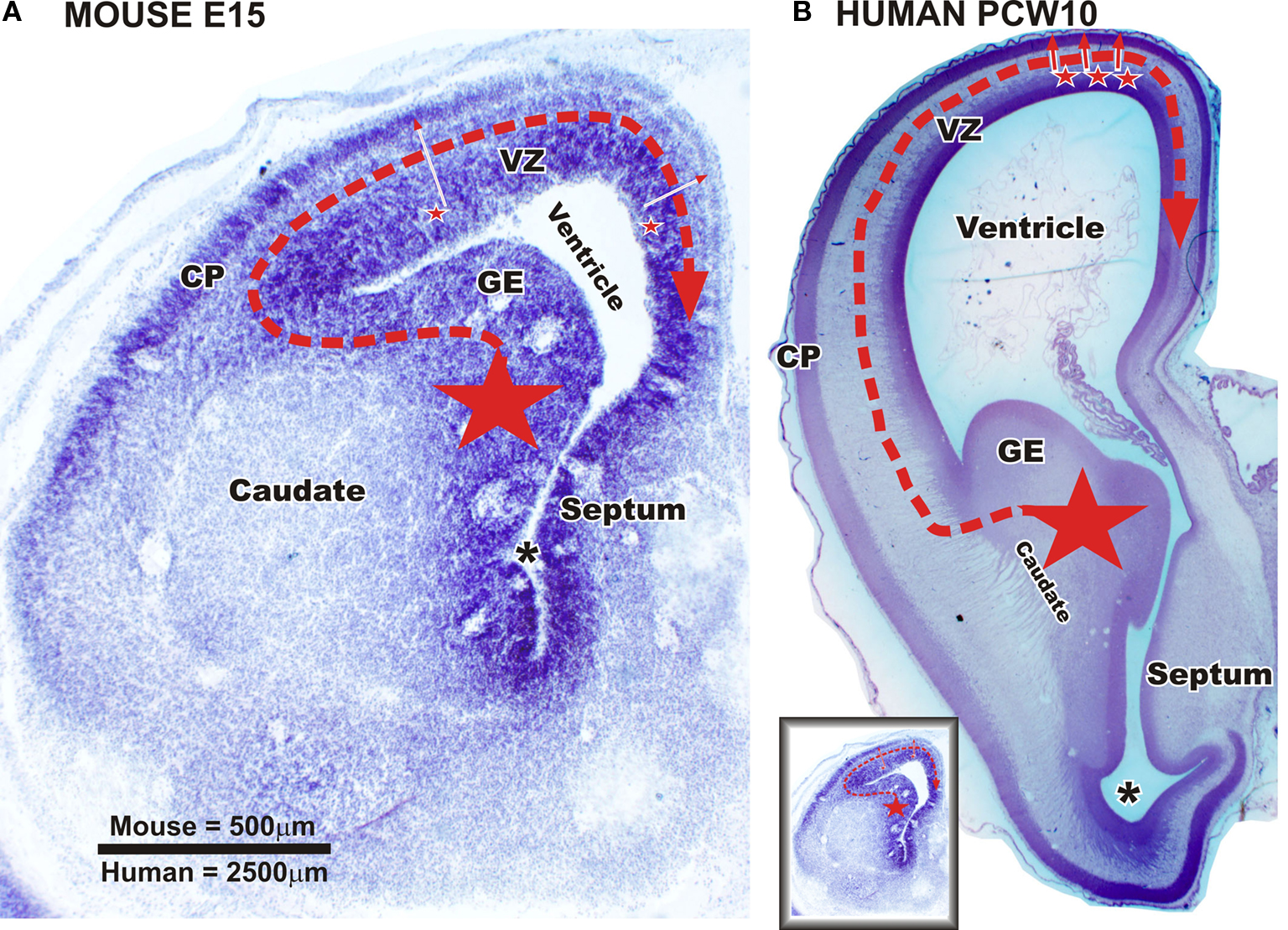 Frontiers Primate Specific Origins And Migration Of Cortical