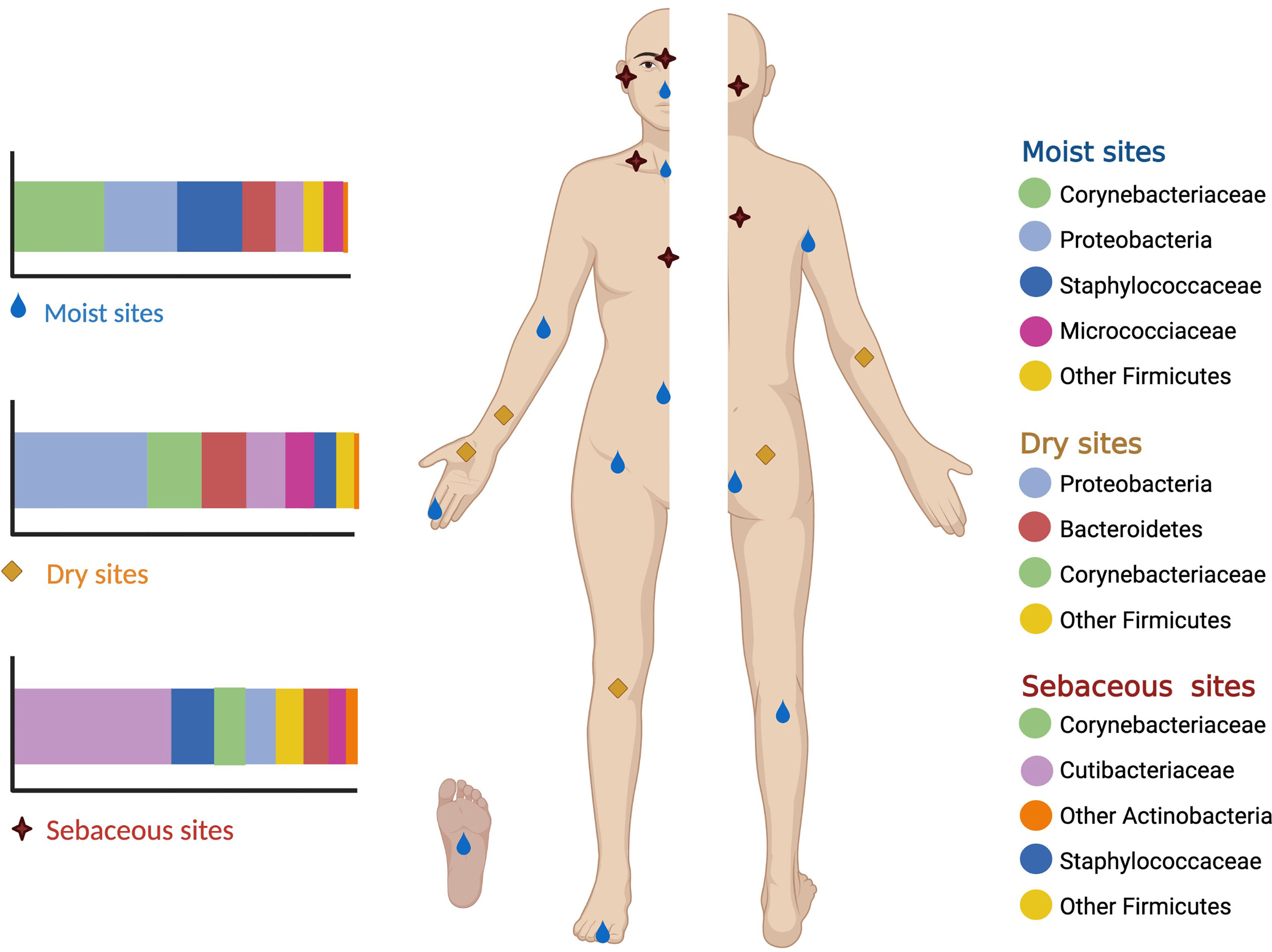 Frontiers The Human Skin Microbiome In Selected Cutaneous Diseases