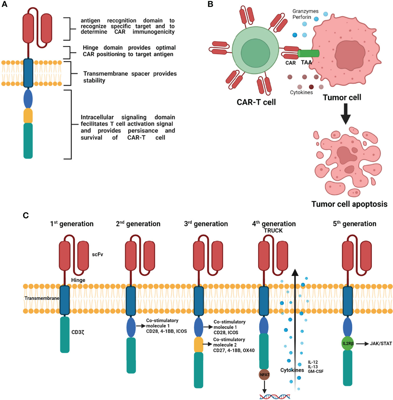Frontiers Utility And Drawbacks Of Chimeric Antigen Receptor T Cell