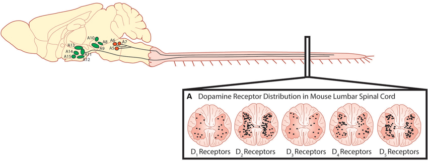 Frontiers Dopamine A Parallel Pathway For The Modulation Of Spinal