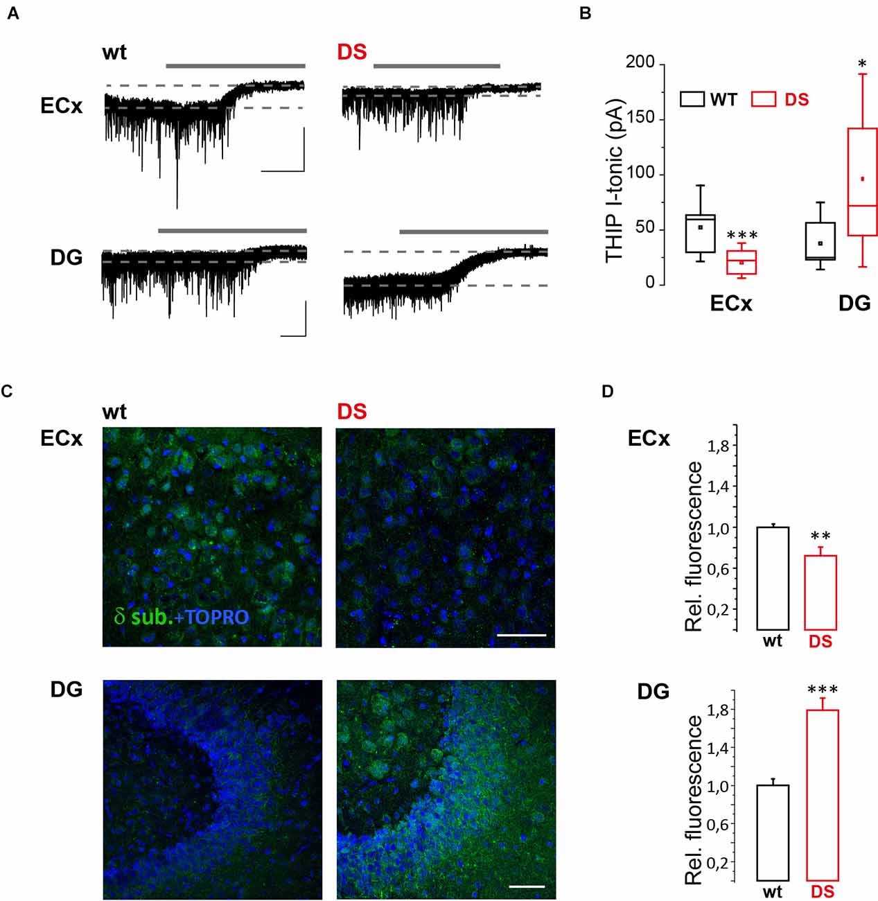 Frontiers GABA Tonic Currents And Glial Cells Are Altered During