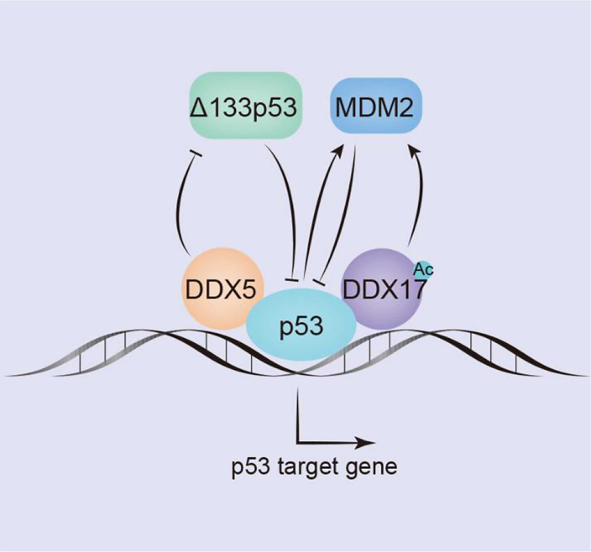 Frontiers Ddx And Ddx Multifaceted Proteins In The Regulation Of