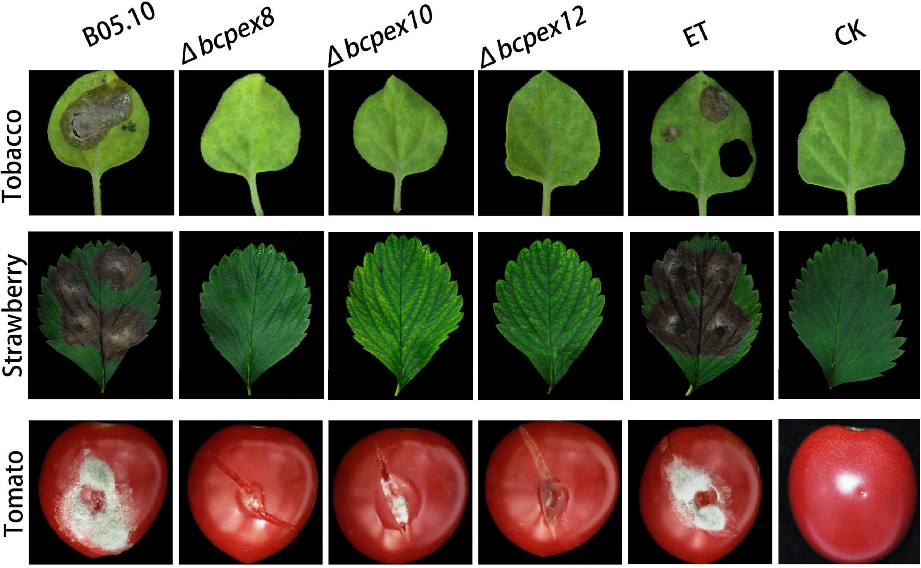 Frontiers The Peroxins BcPex8 BcPex10 And BcPex12 Are Required For