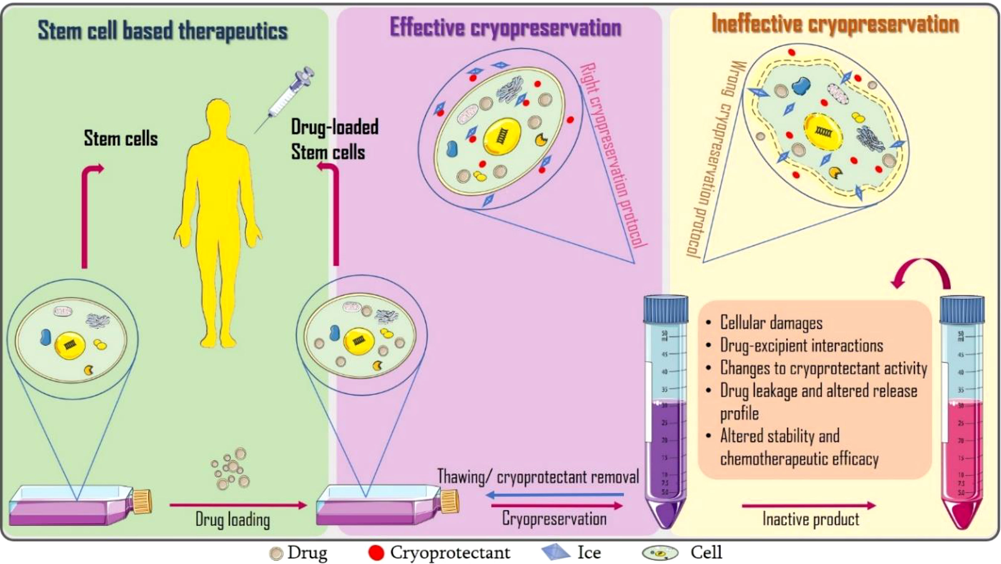 Frontiers Incorporating Cryopreservation Evaluations Into The Design