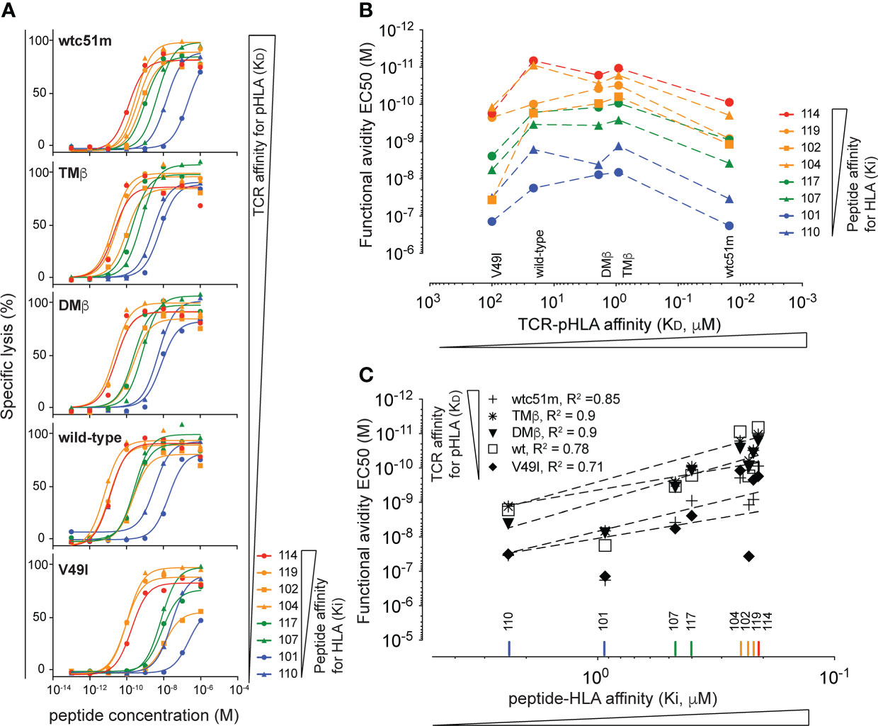 Frontiers Cd T Cell Function And Cross Reactivity Explored By