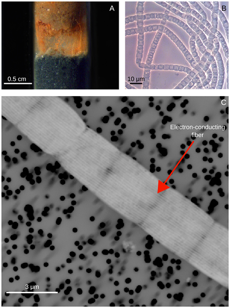 Cable Bacteria Get Energy Through Electrical Teamwork Frontiers For