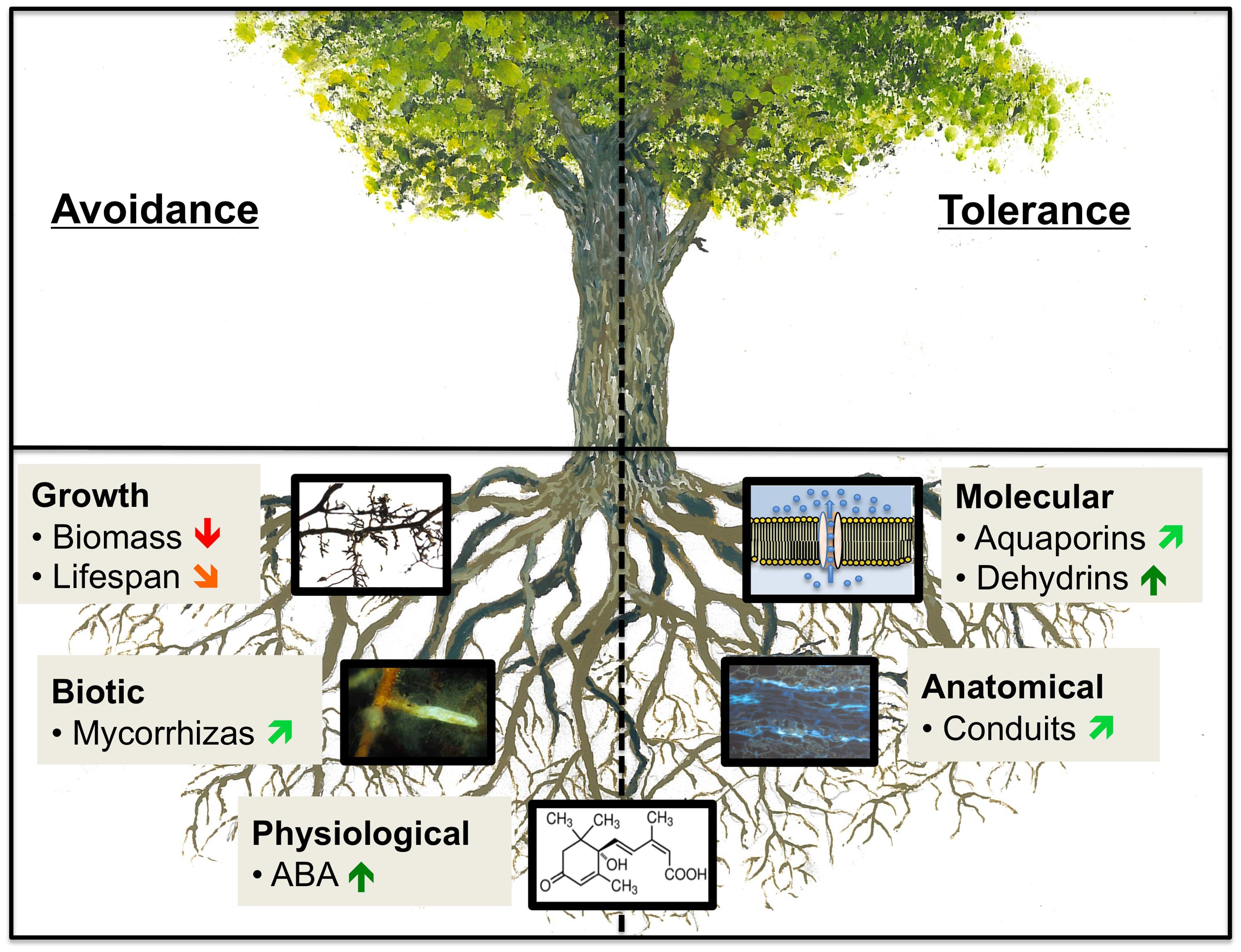 Frontiers How tree roots respond to drought Plant Science