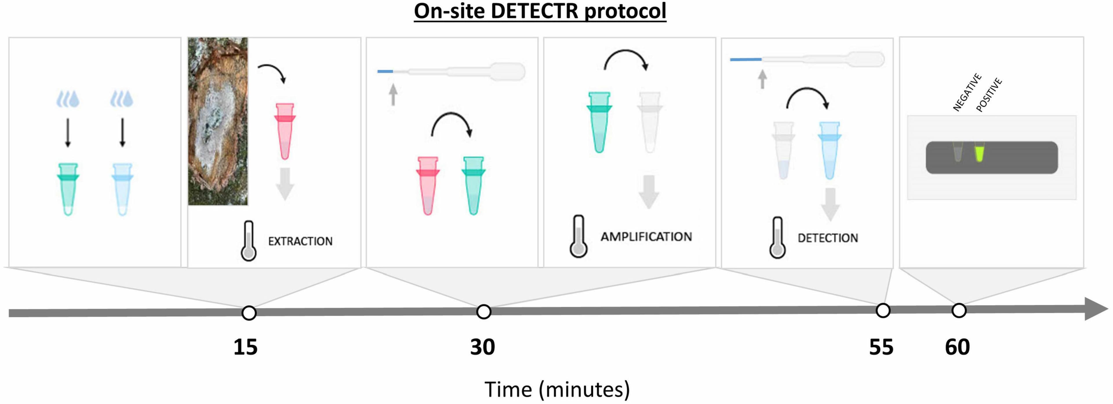 Benchmarking a fast and simple on-site detection assay  - Frontiers