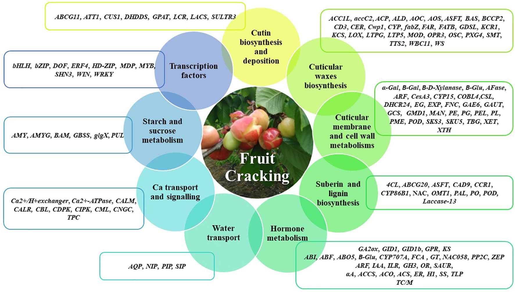 Red Seedless Grapes – D. Garcia Banana Company