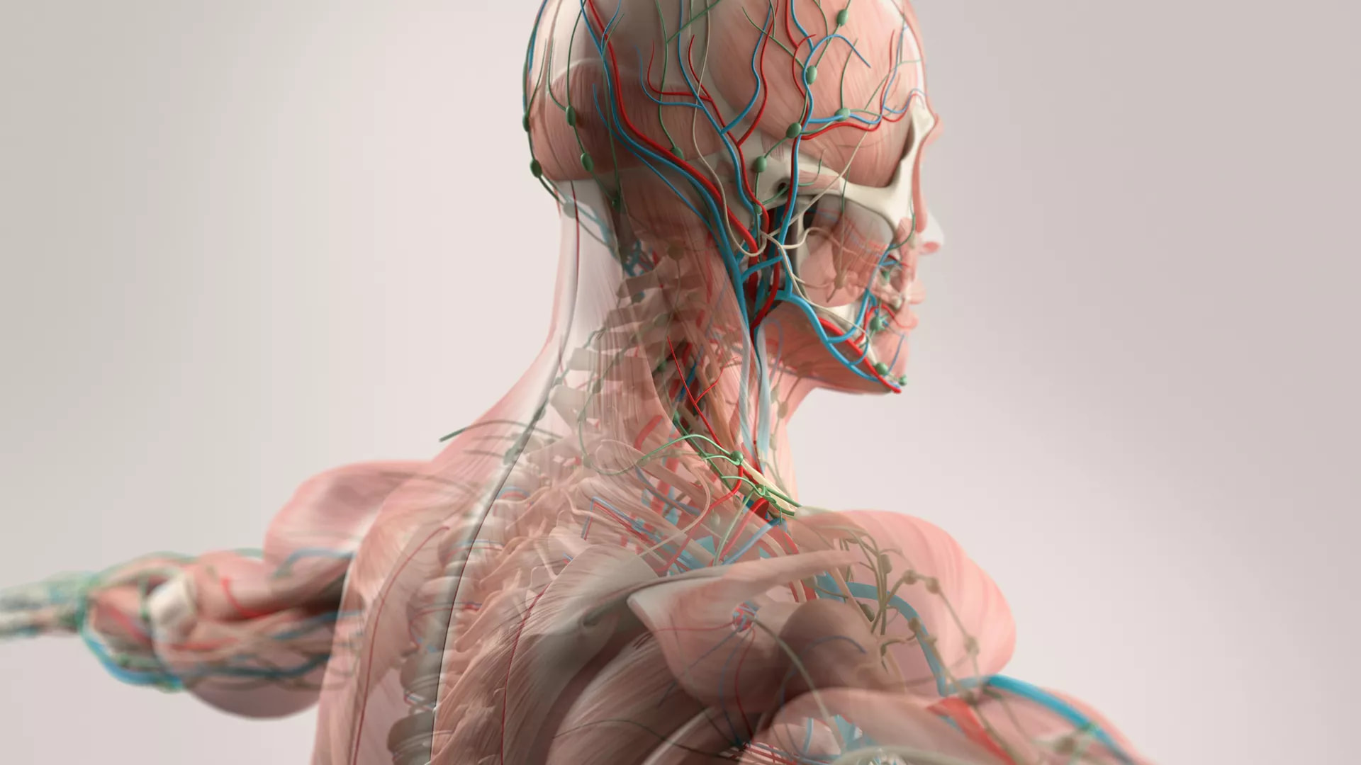 Cover image for "Modeling of Cardiovascular Systems"